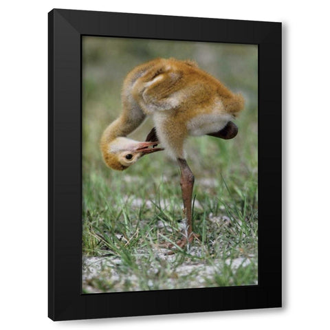 FL, Sandhill crane chick preening feathers Black Modern Wood Framed Art Print with Double Matting by Williams, Joanne
