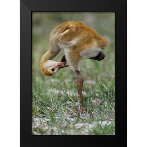 FL, Sandhill crane chick preening feathers Black Modern Wood Framed Art Print by Williams, Joanne