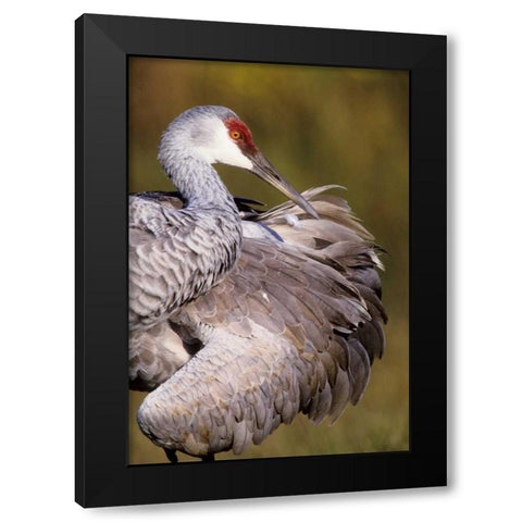 USA, Florida Sandhill crane preening feathers Black Modern Wood Framed Art Print by Williams, Joanne