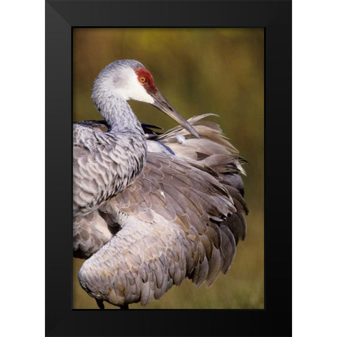 USA, Florida Sandhill crane preening feathers Black Modern Wood Framed Art Print by Williams, Joanne
