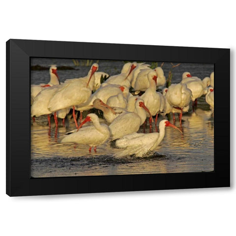 FL, Palm Beach Co, White ibis flock bathing Black Modern Wood Framed Art Print by Illg, Cathy and Gordon