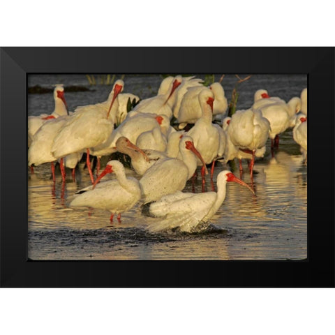 FL, Palm Beach Co, White ibis flock bathing Black Modern Wood Framed Art Print by Illg, Cathy and Gordon