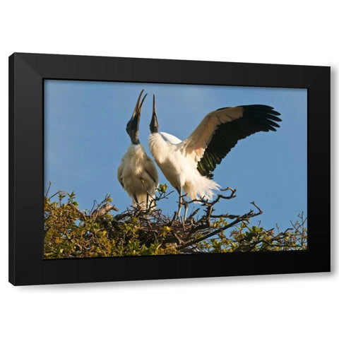 FL, Wood stork pair on nest in courtship display Black Modern Wood Framed Art Print by Rotenberg, Nancy