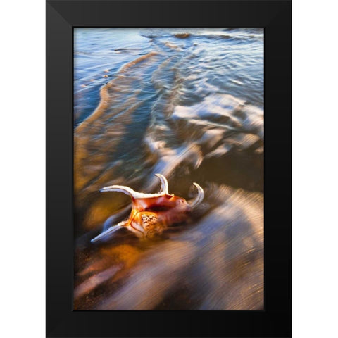 USA, Florida, St Augustine Black Modern Wood Framed Art Print by Rotenberg, Nancy