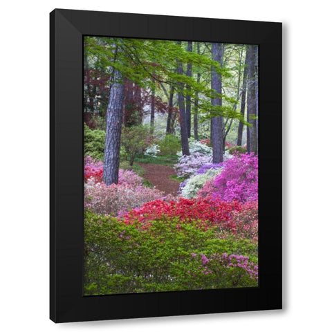USA, Georgia Azalea in full bloom along a path Black Modern Wood Framed Art Print with Double Matting by Rotenberg, Nancy