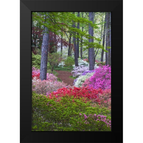 USA, Georgia Azalea in full bloom along a path Black Modern Wood Framed Art Print by Rotenberg, Nancy