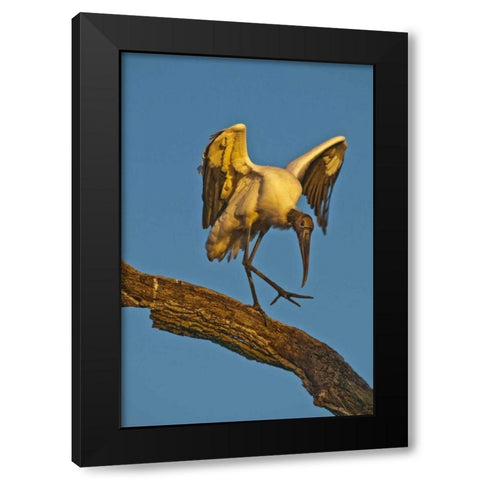 FL, St Augustine Wood stork dances on tree limb Black Modern Wood Framed Art Print by Rotenberg, Nancy