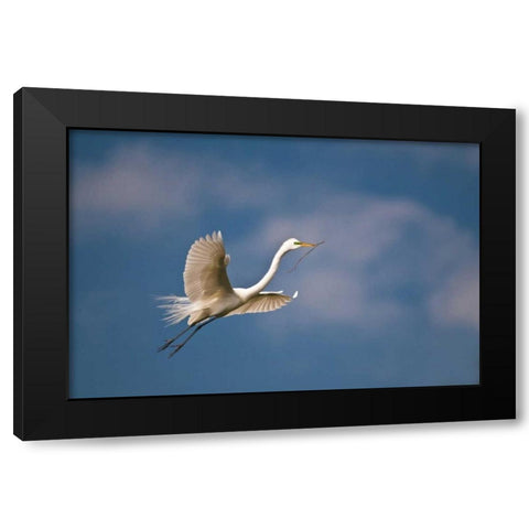 FL, St Augustine Great egret in flight Black Modern Wood Framed Art Print by Rotenberg, Nancy