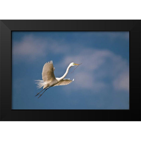 FL, St Augustine Great egret in flight Black Modern Wood Framed Art Print by Rotenberg, Nancy