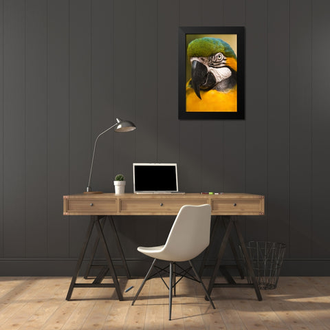 USA, Florida, St Augustine Portrait of parrot Black Modern Wood Framed Art Print by Rotenberg, Nancy