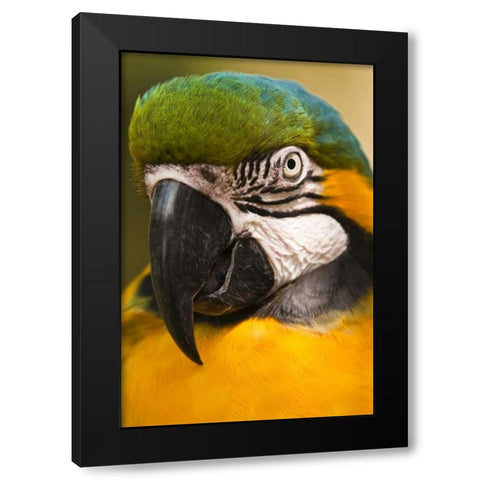 USA, Florida, St Augustine Portrait of parrot Black Modern Wood Framed Art Print with Double Matting by Rotenberg, Nancy