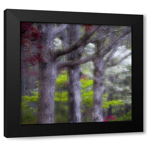 GA, Impressionistic trees and flowering bushes Black Modern Wood Framed Art Print by Rotenberg, Nancy