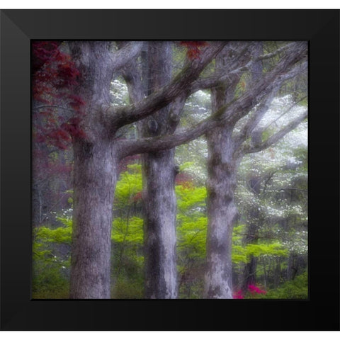 GA, Impressionistic trees and flowering bushes Black Modern Wood Framed Art Print by Rotenberg, Nancy