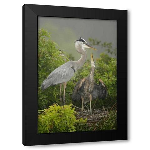 FL, South Venice Great blue heron feeding young Black Modern Wood Framed Art Print by Morris, Arthur