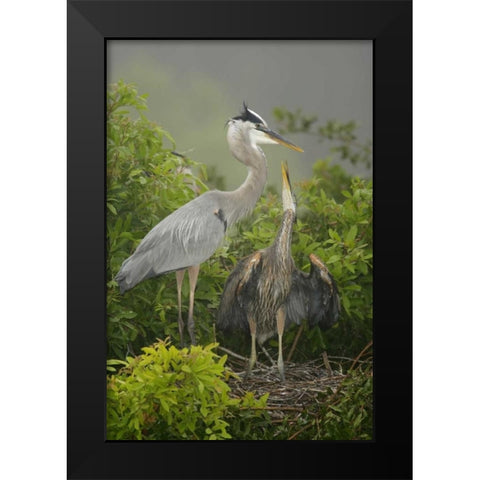 FL, South Venice Great blue heron feeding young Black Modern Wood Framed Art Print by Morris, Arthur