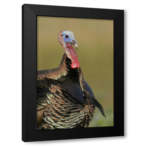 FL, Indian Lake Estates Wild male turkey Black Modern Wood Framed Art Print with Double Matting by Morris, Arthur
