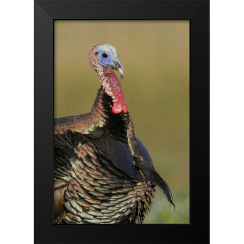 FL, Indian Lake Estates Wild male turkey Black Modern Wood Framed Art Print by Morris, Arthur