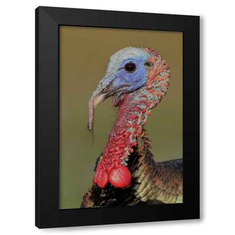 FL, Indian Lake Estates Wild male turkey head Black Modern Wood Framed Art Print with Double Matting by Morris, Arthur