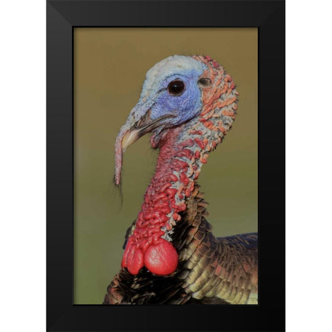 FL, Indian Lake Estates Wild male turkey head Black Modern Wood Framed Art Print by Morris, Arthur