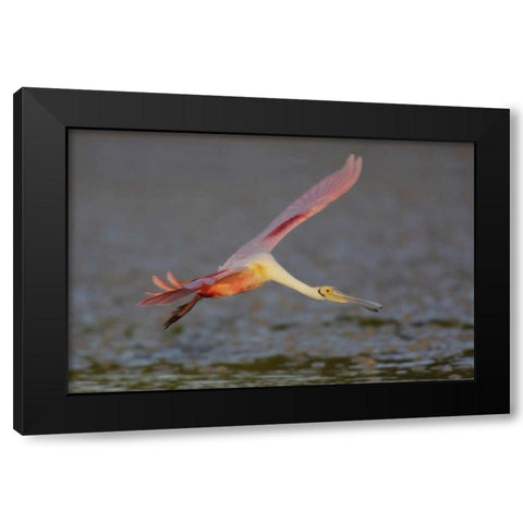FL, Tampa Bay, Alafaya Banks Roseate spoonbill Black Modern Wood Framed Art Print with Double Matting by Morris, Arthur