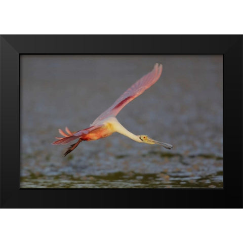 FL, Tampa Bay, Alafaya Banks Roseate spoonbill Black Modern Wood Framed Art Print by Morris, Arthur