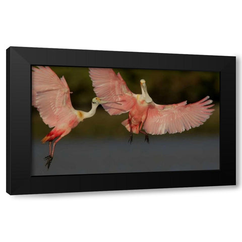 FL, Tampa Bay Two roseate spoonbills squabbling Black Modern Wood Framed Art Print by Morris, Arthur