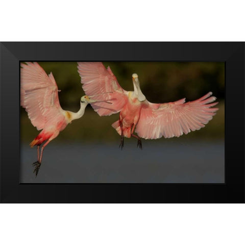 FL, Tampa Bay Two roseate spoonbills squabbling Black Modern Wood Framed Art Print by Morris, Arthur