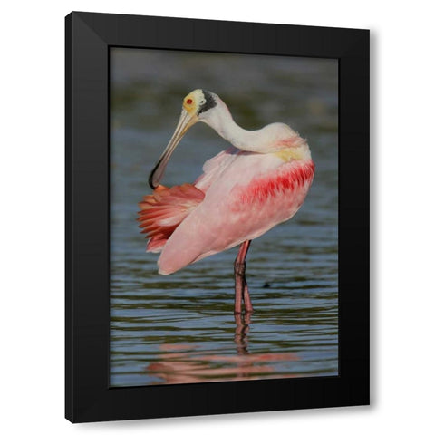 FL, Tampa Bay, Alafaya Banks Roseate spoonbill Black Modern Wood Framed Art Print by Morris, Arthur