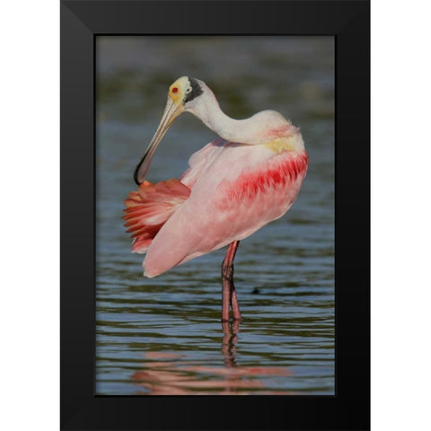 FL, Tampa Bay, Alafaya Banks Roseate spoonbill Black Modern Wood Framed Art Print by Morris, Arthur