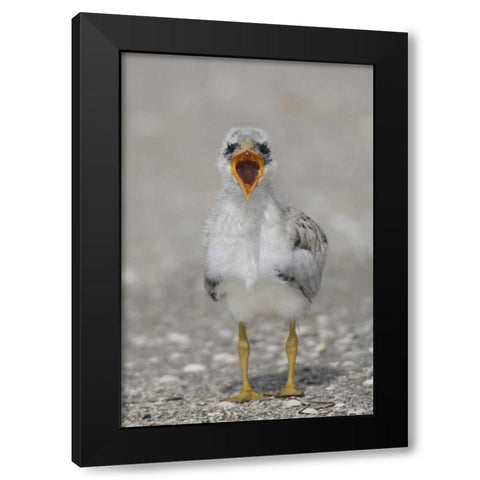 Florida, Tampa Bay Caspian tern chick yawning Black Modern Wood Framed Art Print with Double Matting by Morris, Arthur