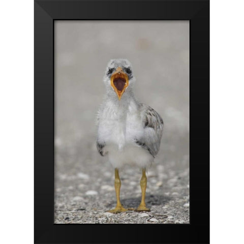 Florida, Tampa Bay Caspian tern chick yawning Black Modern Wood Framed Art Print by Morris, Arthur