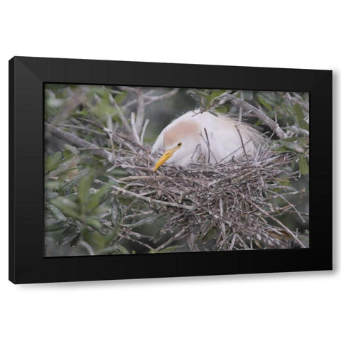 FL Cattle egret on nest Black Modern Wood Framed Art Print with Double Matting by Morris, Arthur