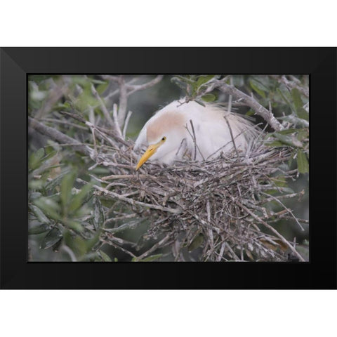 FL Cattle egret on nest Black Modern Wood Framed Art Print by Morris, Arthur