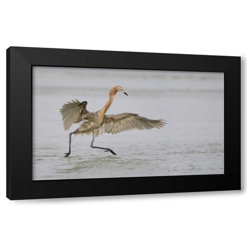FL, Ft DeSoto Park Reddish egret dancing Black Modern Wood Framed Art Print with Double Matting by Morris, Arthur