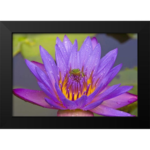 FL Green leaf frog inside purple water lily Black Modern Wood Framed Art Print by Williams, Joanne