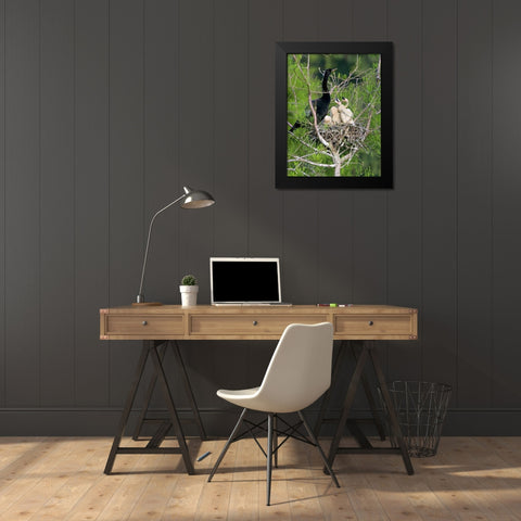 USA, Florida Anhinga parent and chicks in nest Black Modern Wood Framed Art Print by Williams, Joanne