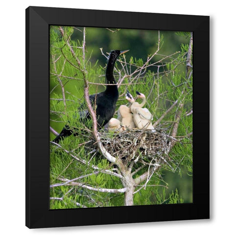 USA, Florida Anhinga parent and chicks in nest Black Modern Wood Framed Art Print by Williams, Joanne