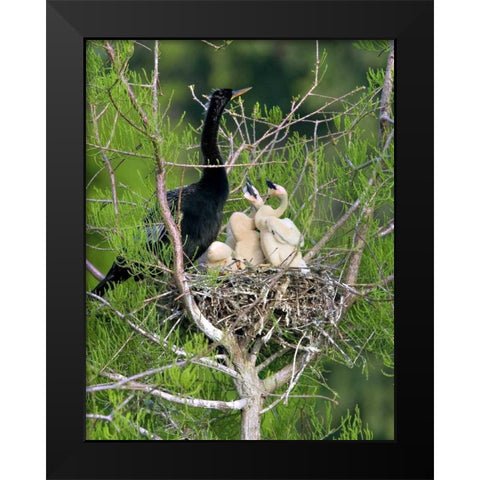 USA, Florida Anhinga parent and chicks in nest Black Modern Wood Framed Art Print by Williams, Joanne