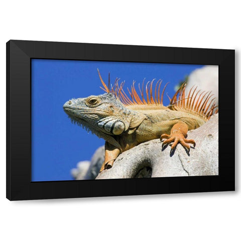 Florida, Lighthouse Point Male iguana on tree Black Modern Wood Framed Art Print with Double Matting by Williams, Joanne