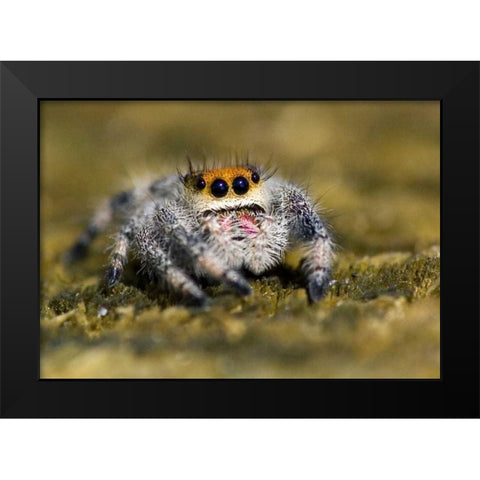 USA, Florida Close-up of jumping spider Black Modern Wood Framed Art Print by Williams, Joanne