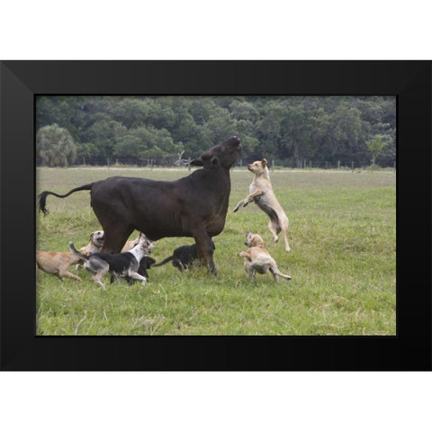 FL, Herding Dogs confronts a stray cow Black Modern Wood Framed Art Print by Williams, Joanne