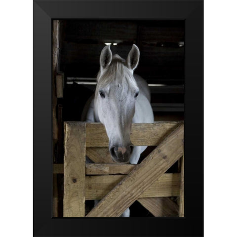 USA, Florida Close-up of horse peering over gate Black Modern Wood Framed Art Print by Williams, Joanne