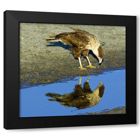 Florida Immature crested caracara looks in water Black Modern Wood Framed Art Print by Williams, Joanne