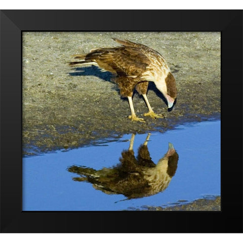 Florida Immature crested caracara looks in water Black Modern Wood Framed Art Print by Williams, Joanne