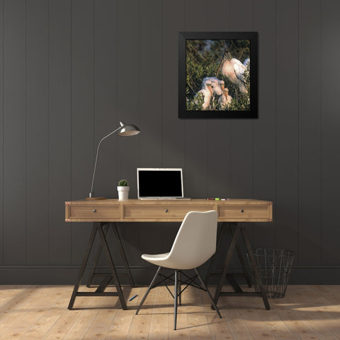 FL, Everglades NP Wood stork and chicks on nest Black Modern Wood Framed Art Print by Williams, Joanne