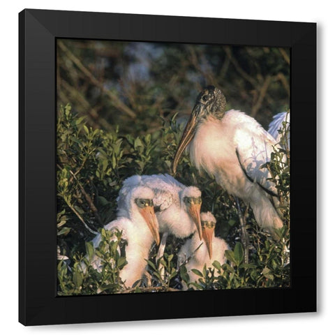 FL, Everglades NP Wood stork and chicks on nest Black Modern Wood Framed Art Print by Williams, Joanne