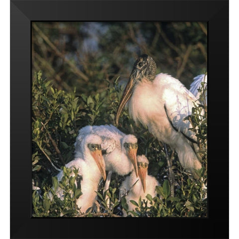FL, Everglades NP Wood stork and chicks on nest Black Modern Wood Framed Art Print by Williams, Joanne