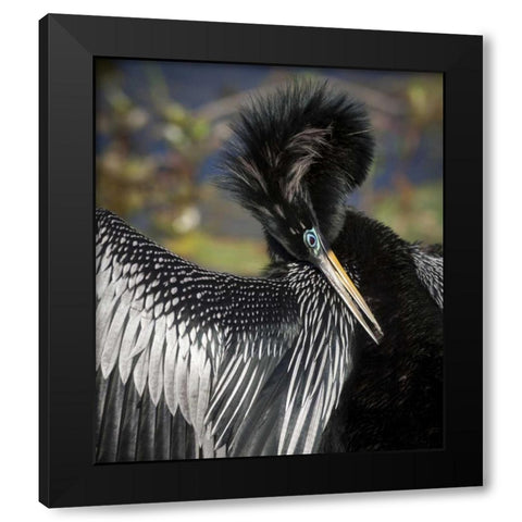FL, Everglades NP Anhinga preens wing feathers Black Modern Wood Framed Art Print with Double Matting by Kaveney, Wendy