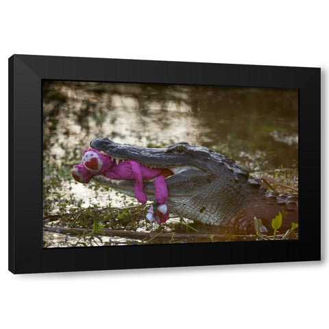 FL, Everglades NP American alligator with a toy Black Modern Wood Framed Art Print with Double Matting by Kaveney, Wendy