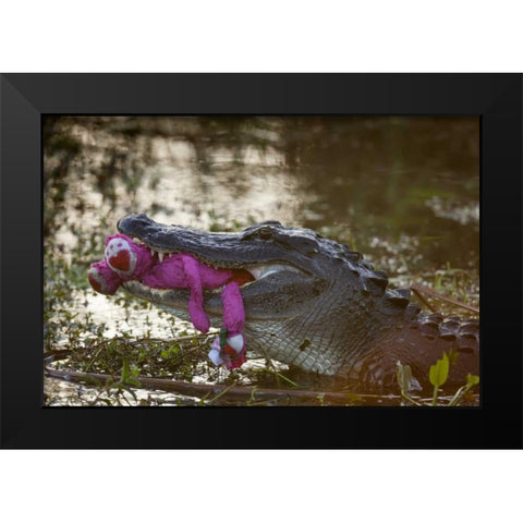 FL, Everglades NP American alligator with a toy Black Modern Wood Framed Art Print by Kaveney, Wendy